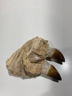 Mosasaurus - Gefossiliseerde kaak - Mandíbula fosilizada - 9, Verzamelen