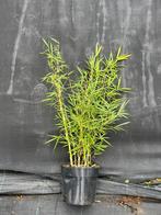 Fargesia Robusta Campbell (5/30 liter pot)(niet-woekerend), Vaste plant, Siergrassen, Ophalen, Bloeit niet