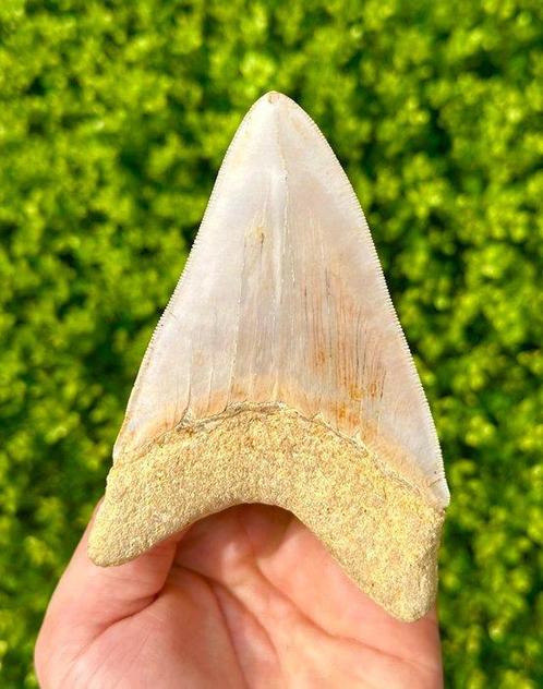 Megalodon - Fossiele tand - 12 cm - 8 cm, Verzamelen, Mineralen en Fossielen