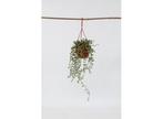 Senecio String of Bananas hanging plant, Verzenden
