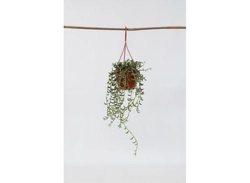 Senecio String of Bananas hanging plant, Huis en Inrichting, Kamerplanten, Verzenden