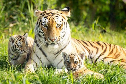 AquaZoo Leeuwarden tickets voor 2 personen, Tickets en Kaartjes, Recreatie | Dierentuinen