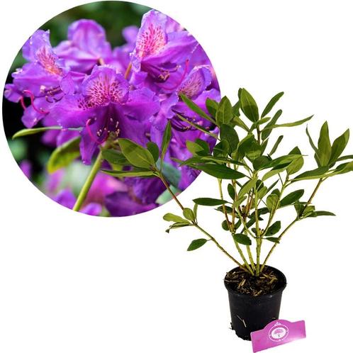 Rhododendron Marcel Menard + Pot 14cm, Tuin en Terras, Planten | Tuinplanten, Verzenden