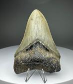 Megalodon - Fossiele tand - 9 cm - 6 cm (Zonder