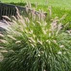 Pennisetum alopecuroides ‘Hameln’ - Potmaat 9x9 cm, Tuin en Terras, Ophalen of Verzenden