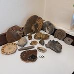 Fossiele verzameling: ammonieten, belemnieten, hout,, Verzamelen, Mineralen en Fossielen