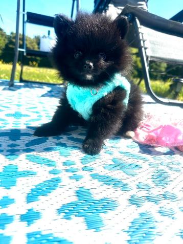 Mooie, gezonde pomeranian pomeriaan pups teefje en reutje beschikbaar voor biedingen