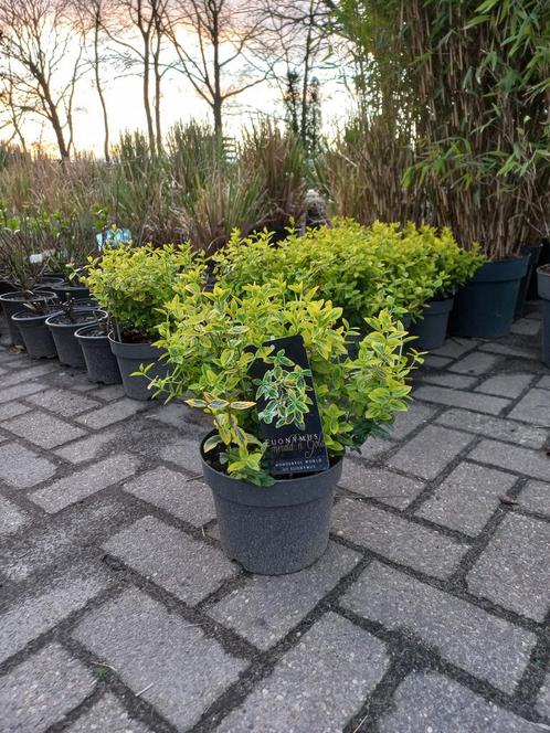 Euonymus Fortunei Emerald n Gold Kardinaalsmuts 25cm, Tuin en Terras, Planten | Struiken en Hagen, Ophalen