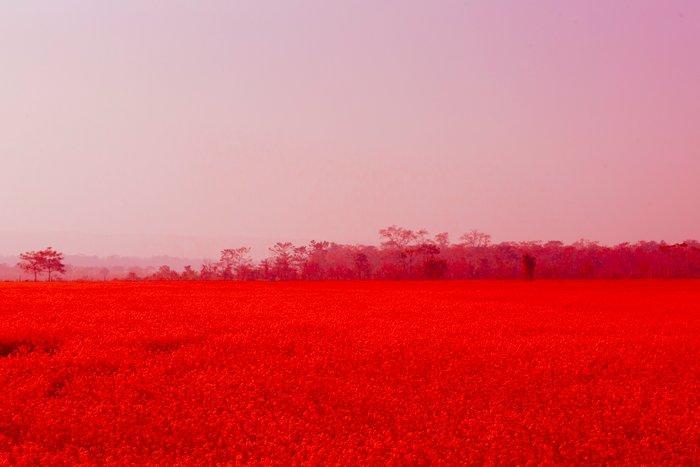 Viet Ha Tran - Red flower field in Nepal, Antiek en Kunst, Kunst | Designobjecten