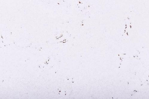 Prikwand kurkplaat - Snow - 60 x 30 cm - 5mm dik - per stuk, Doe-het-zelf en Verbouw, Vloerdelen en Plavuizen, Ophalen of Verzenden
