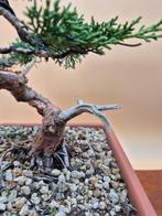 Bonsai van Juniper Itoigawa 20 - Verzamelstuk - Hoogte