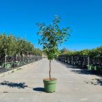 Pruimenboom | Veel soorten en maten voorraad | BETUWEBOMEN, Tuin en Terras, Planten | Bomen