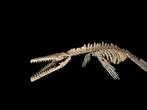 Mosasaurus - Fossiel skelet - Platecarpus - 3.5 m