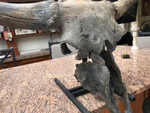 Bizon - Fossiele schedel - Bison Priscus - 65 cm - 119 cm, Verzamelen, Mineralen en Fossielen