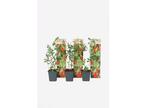Goji bessen - set van 3, Huis en Inrichting, Kamerplanten, Verzenden