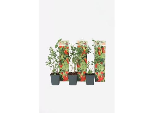 Goji bessen - set van 3, Huis en Inrichting, Kamerplanten, Verzenden
