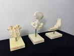 Anatomisch model (3) - Plastic - 1950-1960, Antiek en Kunst, Curiosa en Brocante