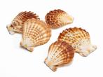 Actie Pecten Radula schelpen 550gr Jacobsschelp, Hobby en Vrije tijd, Knutselen, Ophalen of Verzenden, Nieuw