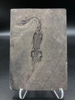 Zeereptiel - Fossiele plaatmatrix - Keichousaurus sp. - 12