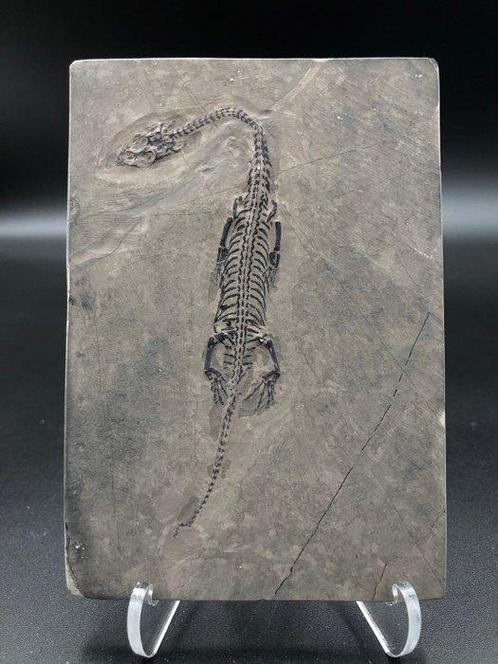 Zeereptiel - Fossiele plaatmatrix - Keichousaurus sp. - 12, Verzamelen, Mineralen en Fossielen