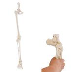 Anatomie model beenskelet en bekken met flexibele voet, Nieuw, Verzenden