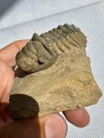 Trilobiet - Gefossiliseerd dier - Crotalocephalus gibbus -