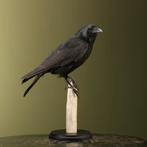 Kraai Taxidermie Opgezette Dieren By Max, Ophalen of Verzenden, Nieuw, Vogel, Opgezet dier