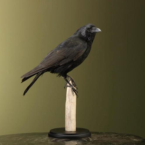Kraai Taxidermie Opgezette Dieren By Max, Verzamelen, Dierenverzamelingen, Opgezet dier, Nieuw, Vogel, Ophalen of Verzenden