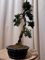 Juniperus chinensis kishu bonsai - Hoogte (boom): 25 cm -