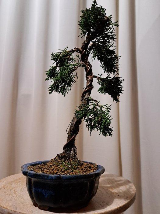 Juniperus chinensis kishu bonsai - Hoogte (boom): 25 cm -, Antiek en Kunst, Curiosa en Brocante
