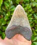 Megalodon - Fossiele tand - 12 cm - 8 cm, Verzamelen, Mineralen en Fossielen
