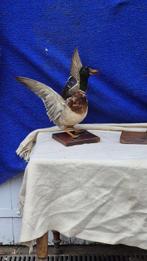 Vos en Eend Taxidermie wandmontage - Vulpes vulpes - Anas, Nieuw