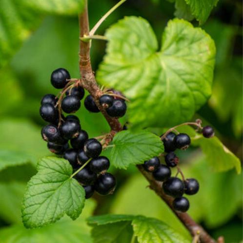 Zwarte bes - Ribes nigrum - 60-80 cm, Tuin en Terras, Planten | Bomen, Ophalen of Verzenden