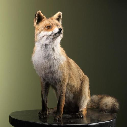 Vos Zittend Taxidermie Opgezette Dieren By Max, Verzamelen, Dierenverzamelingen, Opgezet dier, Nieuw, Wild dier, Ophalen of Verzenden