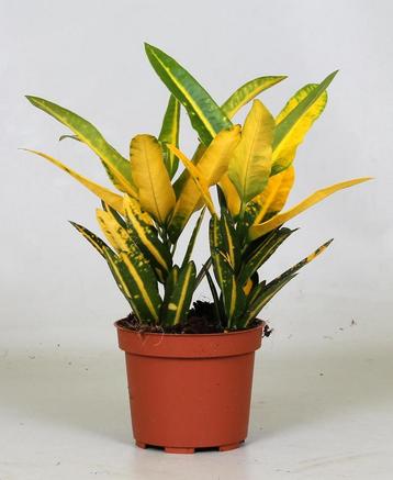 Croton Sunny Star - Ø12cm - 30cm beschikbaar voor biedingen