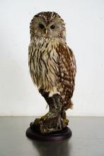 Oeral Uil Taxidermie volledige montage - Strix uralensis, Nieuw