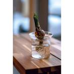 Propagation vase S - Ø 9 cm  8 cm, Tuin en Terras, Bloembollen en Zaden, Verzenden