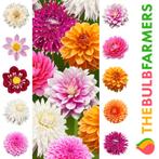 The Bulb Farmers - 10 x Dahlia - Rainbow collection, Tuin en Terras, Bloembollen en Zaden, Bloembol, Verzenden