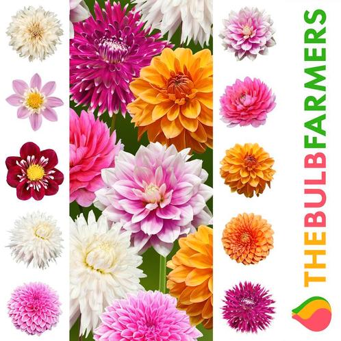 The Bulb Farmers - 10 x Dahlia - Rainbow collection, Tuin en Terras, Bloembollen en Zaden, Bloembol, Verzenden