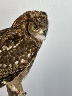 Spotted eagle-owl Taxidermie volledige montage - Bubo, Verzamelen, Nieuw