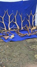 Noordelijke wapiti - cervus élaphus - caribou Hoorns -, Nieuw