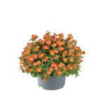 Portulaca - Oranje / 10,5cm, Ophalen of Verzenden