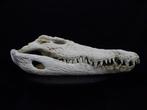 53 CM Nile Crocodile Schedel - Crocodylus niloticus (with, Verzamelen, Dierenverzamelingen, Nieuw