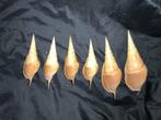 Set van 6 Tibia fusus schelpen – familiecollectie, jaren