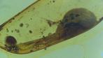 Amber - Barnsteen - Frog eggs in amber - 20 mm - 20 mm
