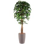 Ficus kunstplant, H210cm, Huis en Inrichting, Ophalen of Verzenden