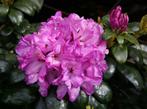 Bod gevraagd 25 stuks Rhododendron imbricatum 60-80 cm, Rhododendron, Haag, Minder dan 100 cm