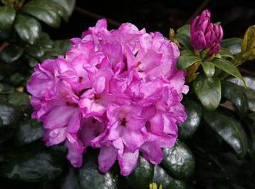 Bod gevraagd 25 stuks Rhododendron imbricatum 60-80 cm beschikbaar voor biedingen