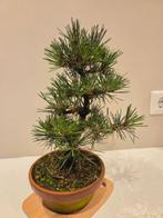 Den bonsai (Pinus) - Hoogte (boom): 290 mm - Diepte (boom):