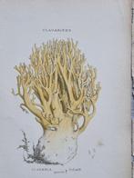 Claude Casimir Gillet (1806-1896) - Lot with 2 plates Les, Antiek en Kunst